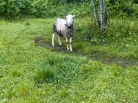 Beran, Romanov sheep — foto 2