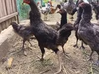 Chickens — foto 3