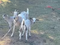 公山羊, Goats — 照片 2