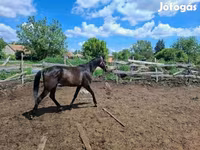 Hengst, Hungarian horse breed — Foto 2