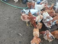 Chickens — 2. fotó