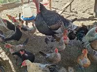 Chickens — 2-сурет