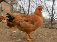 gallina danesa — foto 1