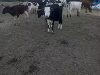 Krava, Russian Black pied cattle — foto 1