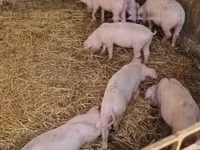 猪（批次，未指定性别）, Pigs — 照片 1