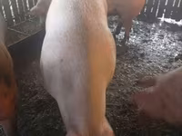 母猪, Pigs — 照片 5
