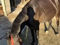 Kanca, Friesian — 3. fotó