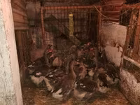 Geese — Foto 2
