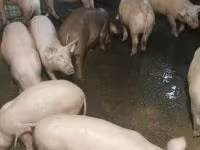 Pigs (batch, sex not specified), Pigs — photo 4