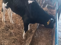 Byk, Simmental cattle — zdjęcie 7