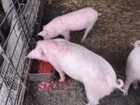 Porcs (lot, sexe non indiqué) — photo 2