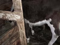 Krava, Simmental cattle — foto 2