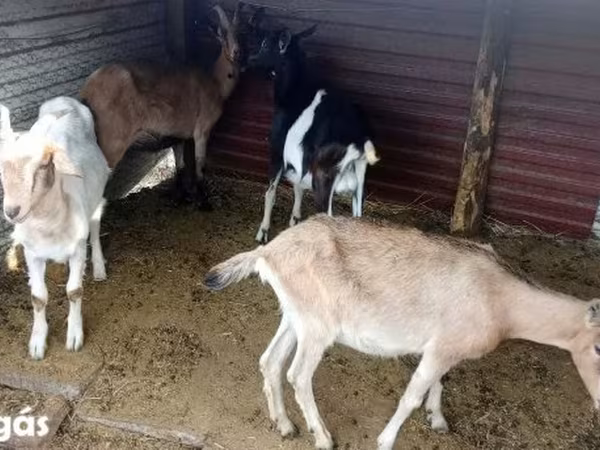 Nőstény kecske, Kecskék — Magyarország