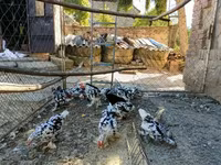 Pekin Bantam — 5. fotó