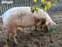 Boar, Pigs — photo 3