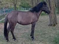 Бие, Hucul pony — 1-сурет