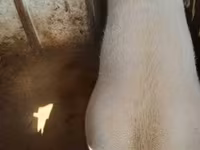 Säue, Schweine — Foto 3
