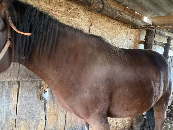 母马, Horses