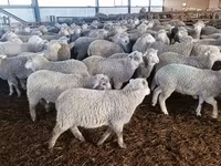 Ovelha, Kuibyshev sheep — foto 1