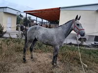 Kůň, Thoroughbred horse — foto 3