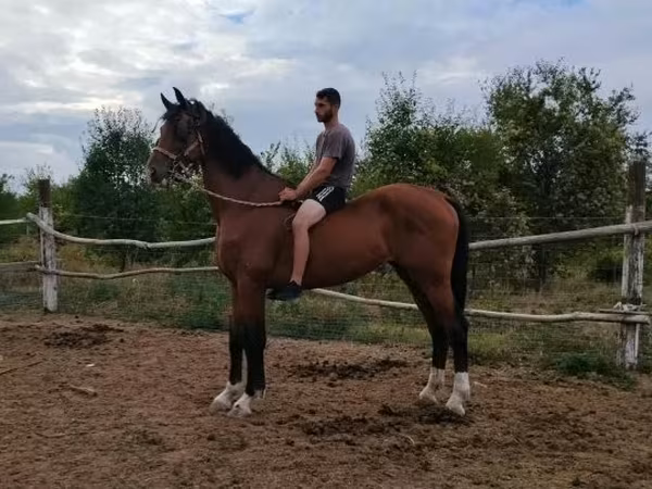 Айғыр, Dutch warmblood horse