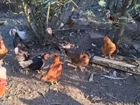 Chickens — photo 8