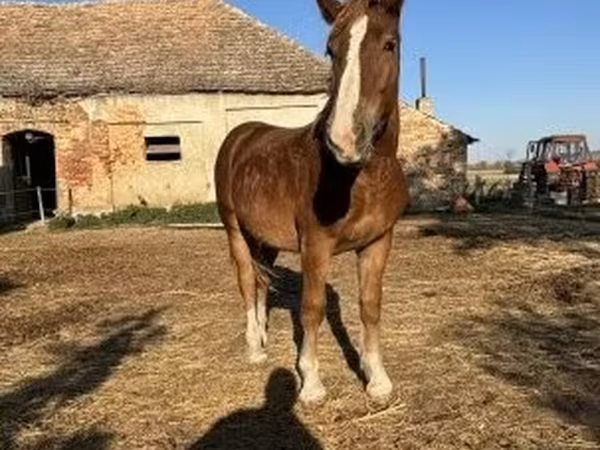 Cheval, Chevaux