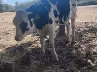 सांड, Russian Black pied cattle — फ़ोटो 2