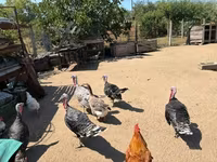 Turkeys — foto 1