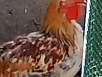 Chickens — foto 2