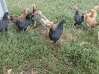 Chickens — الصورة 4