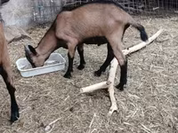 Keçi, Alpine goat — foto 3
