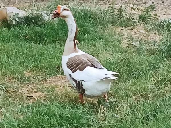 中国鸡