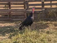 Norfolk Black — 1. fotó