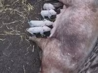 Säue, Schweine — Foto 1