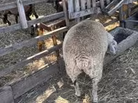 نعجة, Beltex sheep — الصورة 3