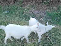 Cabro, Saanen goat — foto 3