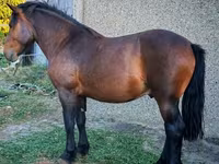 公马, Međimurje horse — 照片 2