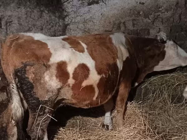 Cow, Hungarian Grey breed — Hungary