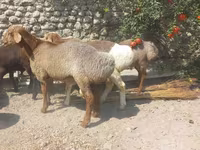 Beran, Ovce — foto 2