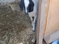 母山羊, Nubian Goat — 照片 1