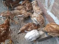 Chickens — 1. fotó