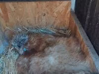 Poule soie — photo 7