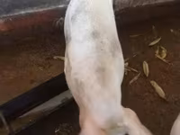 母猪, Pigs — 照片 1
