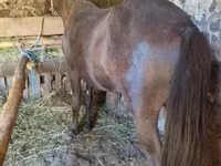 Horse (M), Horses — photo 6