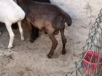 Goats (batch, sex not specified), Goats — photo 2