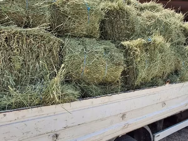 Balot de lucernă