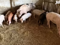 Boar, Pigs — photo 1