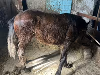 Mare, Horses — photo 2