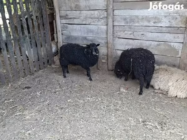 Juh, Racka sheep